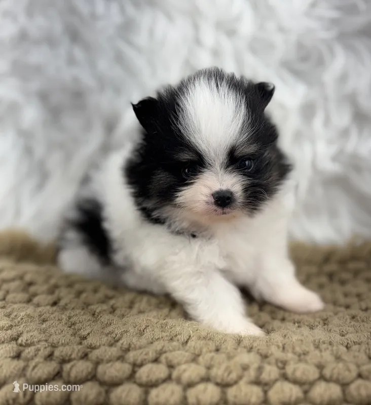 AKC Sophie – Pomeranian puppy for sale in Byron, GA