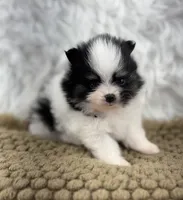AKC Sophie, a female Pomeranian for sale in Byron, GA – 1 of 6