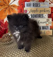 AKC Bella, a female Pomeranian for sale in Byron, GA – 5 of 8