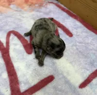 AKC Sprinkles, a female Pomeranian for sale in Byron, GA – 3 of 4