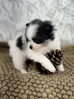 AKC Ella, a female Pomeranian for sale in Byron, GA – 2 of 9