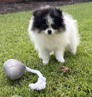 AKC Ella, a female Pomeranian for sale in Byron, GA – 6 of 10