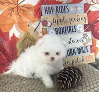 AKC Aaron, a male Pomeranian for sale in Byron, GA – 5 of 8