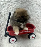 CKC Charlie, a male Pomeranian for sale in Byron, GA – 7 of 10