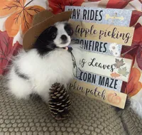 AKC Max, a male Pomeranian for sale in Byron, GA – 4 of 9