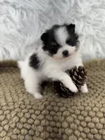 AKC Ella, a female Pomeranian for sale in Byron, GA – 4 of 9