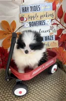 AKC Max, a male Pomeranian for sale in Byron, GA – 7 of 7