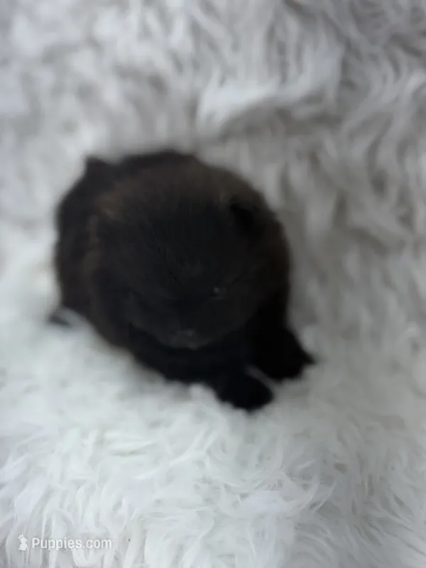 AKC Nikki – Pomeranian puppy for sale in Byron, GA