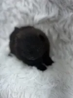 AKC Nikki, a female Pomeranian for sale in Byron, GA – 1 of 10