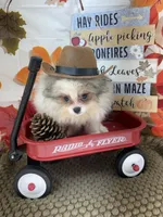 AKC Finn, a male Pomeranian for sale in Byron, GA – 2 of 7