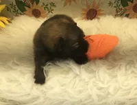 AKC Mia, a female Pomeranian for sale in Byron, GA – Photo 5 of 10