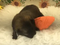 AKC Mia, a female Pomeranian for sale in Byron, GA – Photo 10 of 10