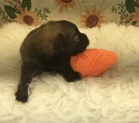 AKC Mia, a female Pomeranian for sale in Byron, GA – Photo 7 of 10