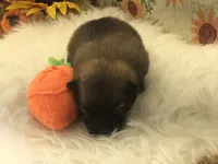 AKC Mia, a female Pomeranian for sale in Byron, GA – Photo 3 of 10