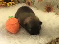 AKC Mia, a female Pomeranian for sale in Byron, GA – Photo 1 of 10