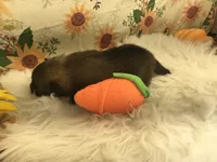 AKC Mia, a female Pomeranian for sale in Byron, GA – Photo 6 of 10