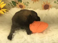 AKC Mia, a female Pomeranian for sale in Byron, GA – Photo 9 of 10