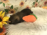 AKC Mia, a female Pomeranian for sale in Byron, GA – Photo 8 of 10