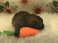 AKC Mia, a female Pomeranian for sale in Byron, GA – Photo 4 of 10