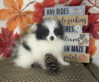 AKC Max, a male Pomeranian for sale in Byron, GA – 3 of 9