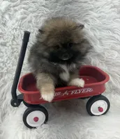 CKC Charlie, a male Pomeranian for sale in Byron, GA – 9 of 10