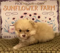 AKC  Luke, a male Pomeranian for sale in Byron, GA – 5 of 6