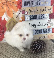 AKC June, a female Pomeranian for sale in Byron, GA – 6 of 10
