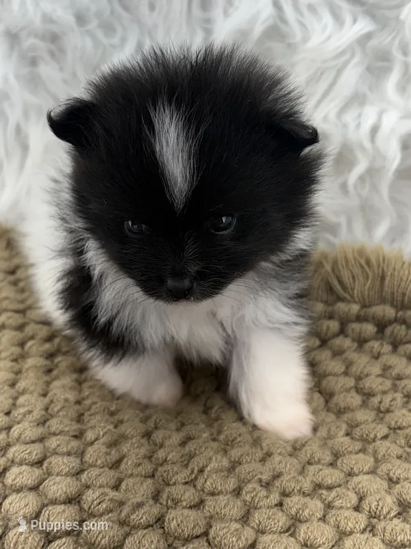 AKC Sammy – Pomeranian puppy for sale in Byron, GA