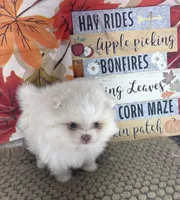 AKC June, a female Pomeranian for sale in Byron, GA – 9 of 10