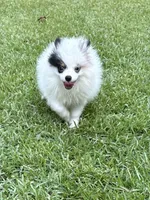 ALC Sinclair , a male Pomeranian for sale in Byron, GA – 3 of 10