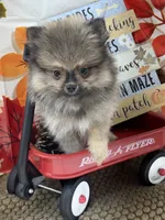 AKC Teddy, a male Pomeranian for sale in Byron, GA – 8 of 8