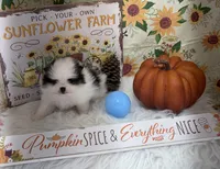 AKC Daisy, a female Pomeranian for sale in Byron, GA – Photo 10 of 10