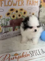 AKC Daisy, a female Pomeranian for sale in Byron, GA – Photo 3 of 10