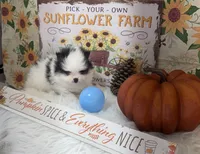 AKC Daisy, a female Pomeranian for sale in Byron, GA – Photo 8 of 10