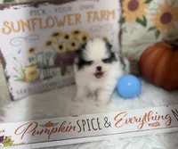 AKC Daisy, a female Pomeranian for sale in Byron, GA – Photo 4 of 10