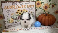 AKC Daisy, a female Pomeranian for sale in Byron, GA – Photo 9 of 10