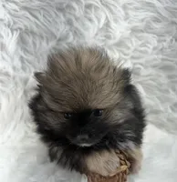 CKC Cooper, a male Pomeranian for sale in Byron, GA – 8 of 8