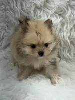AKC Harriett, a female Pomeranian for sale in Byron, GA – 6 of 8