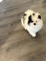 AKC Aaron, a male Pomeranian for sale in Byron, GA – 9 of 9