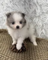 AKC Amelia, a female Pomeranian for sale in Byron, GA – 9 of 10