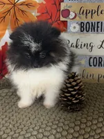 AKC Daisy, a female Pomeranian for sale in Byron, GA – 6 of 9