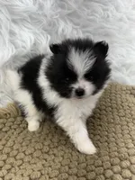 AKC Chase, a male Pomeranian for sale in Byron, GA – 5 of 7