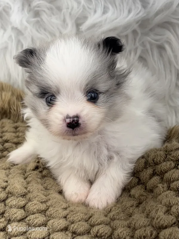AKC Scout – Pomeranian puppy for sale in Byron, GA