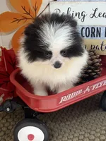 AKC Max, a male Pomeranian for sale in Byron, GA – 2 of 7