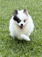 ALC Sinclair , a male Pomeranian for sale in Byron, GA – 6 of 10