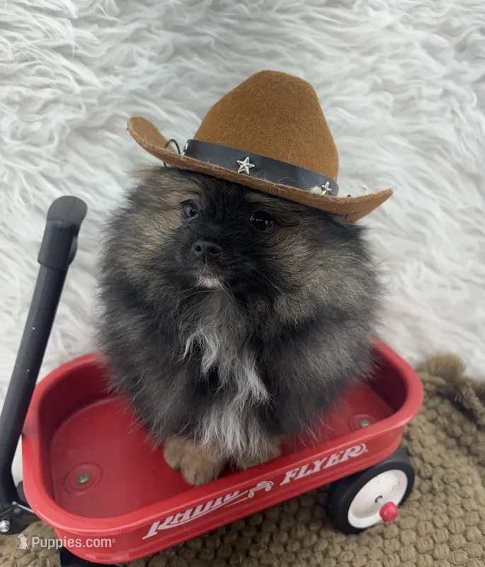 CKC Cooper – Pomeranian puppy for sale in Byron, GA