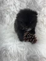 AKC River, a male Pomeranian for sale in Byron, GA – 8 of 9