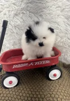 AKC Aaron, a male Pomeranian for sale in Byron, GA – Photo 7 of 8