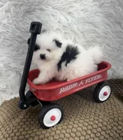 AKC Aaron, a male Pomeranian for sale in Byron, GA – Photo 6 of 8