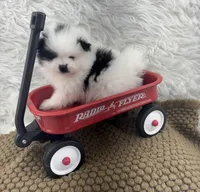 AKC Aaron, a male Pomeranian for sale in Byron, GA – Photo 5 of 8